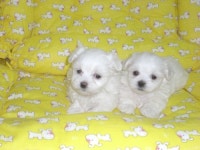 연성애견백화점