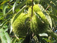 밤톨이체험농장