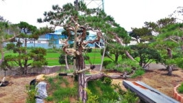 송학소나무농원