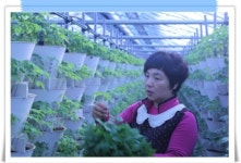삼무루지새싹삼윤희네농장
