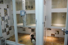 세인트동물병원