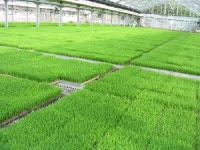 대산 플러그 육묘