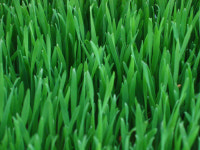 대관령청정농원