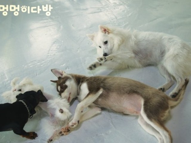 멍멍이다방 애견카페