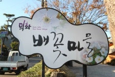 덕화배꽃마을