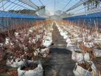 태천블루베리농장