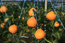 고흥명품하나봉농원