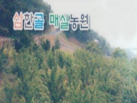 삼한골매실농원