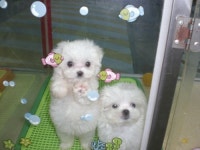 연성애견백화점