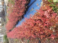 태천블루베리농장