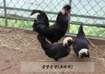 금성농장