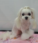 그루밍데이