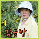영숙이네감귤