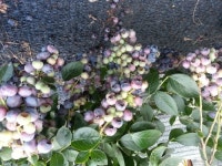 태천블루베리농장