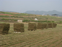 광일잔디영농조합법인