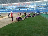 한국스포츠잔디