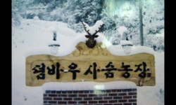 홍천덤바우록계탕 본점