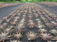 의암골와송농장