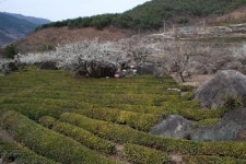 대부농원