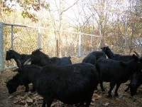 참샘골사슴농원