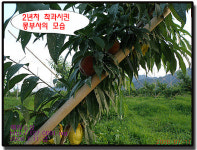 예원농장