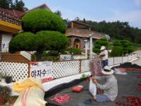 야자수펜션민박