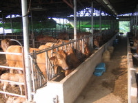 가산한우한마리