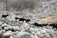약산흑염소 삼문산목장