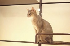 청춘고양이카페