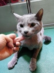 고양이미용실