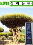 상림농원