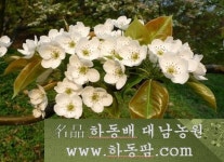 대남농장
