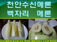 수신메론 늘푸른농장