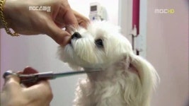아이러브독 애견미용실