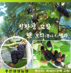 푸른싱싱농장