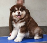 스타켄넬