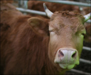 에이데이축산종합마트