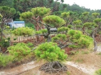 상림농원