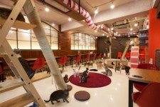 청춘고양이카페