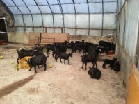 썬사인흑염소농장