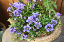 수풀림조경