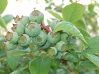 팔영산블루베리농장