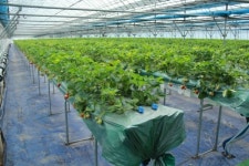 영인복딸기농장