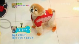 아이러브독 애견미용실