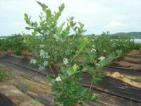 진천맑은샘블루베리