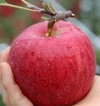 정화네착한농장