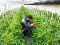 황금토마토농장