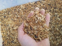 송가네 밀웜농장