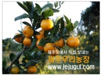 제주우리농장