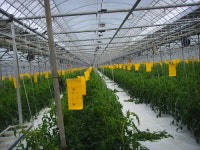 성원토마토농장